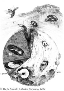 Life cycle of a male stag beetle.