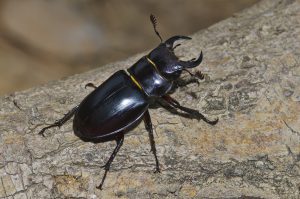 Lucanus (Pseudolucanus) barbarossa, a sister species from Lucanus cervus found in Spain, photographed by Carles Solà Pijuan.