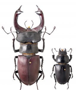 Lucanus species in Europe – European Stag Beetle Monitoring Network