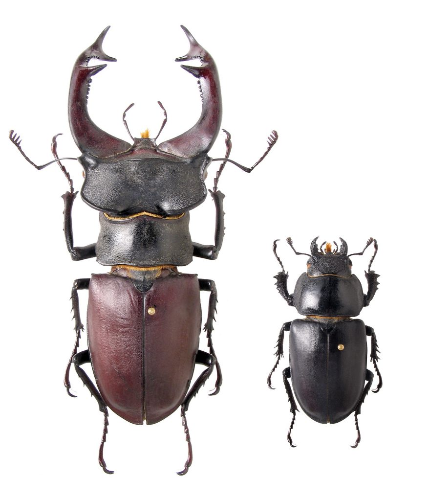 Lucanus species in Europe – European Stag Beetle Monitoring Network